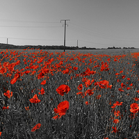 Buy canvas prints of Train of Poppies  by Darren Galpin