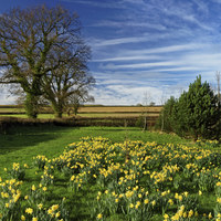 Buy canvas prints of Daffodils at Snowdon Park                       by Darren Galpin