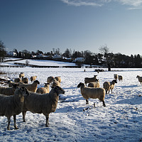 Buy canvas prints of Winter gathering at Bamford by Darren Galpin