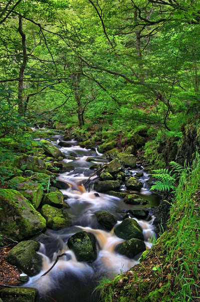 Looking Down Padley Gorge Picture Board by Darren Galpin