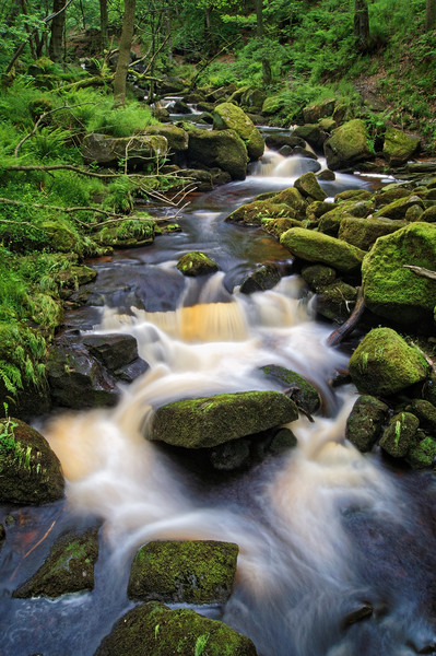 Padley Gorge                     Picture Board by Darren Galpin
