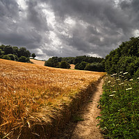 Buy canvas prints of Barley Fields and Footpath, Eckington              by Darren Galpin