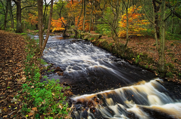 Roscoe Weir,Rivelin in Autumn                      Picture Board by Darren Galpin