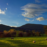 Buy canvas prints of Sheep Grazing in Hope Valley                       by Darren Galpin