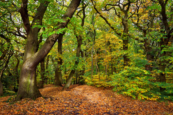 Ecclesall Woods in Autumn                          Framed Mounted Print by Darren Galpin