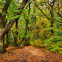 Buy canvas prints of Ecclesall Woods in Autumn                          by Darren Galpin