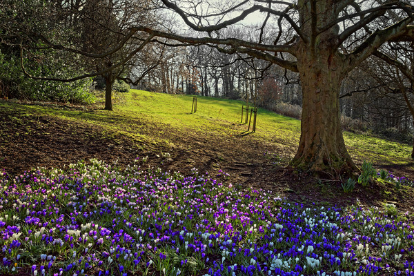 Springtime in Endcliffe Park                       Picture Board by Darren Galpin