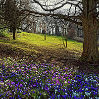 Buy canvas prints of Springtime in Endcliffe Park                       by Darren Galpin
