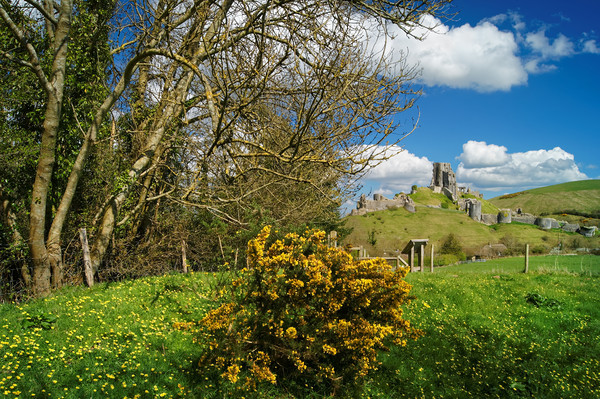 Corfe Castle View                  Picture Board by Darren Galpin