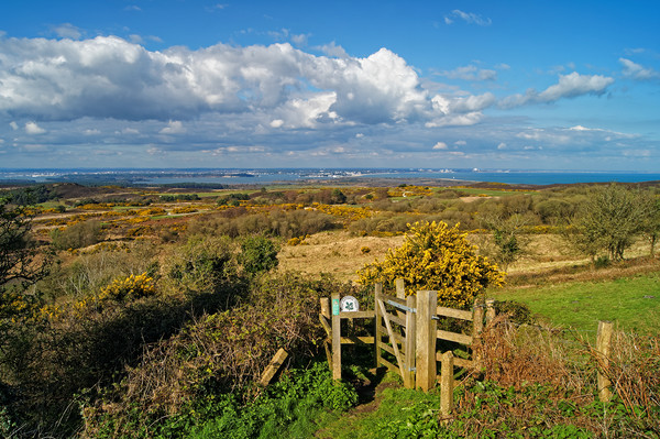 View across Studland and Godlington Heath          Picture Board by Darren Galpin