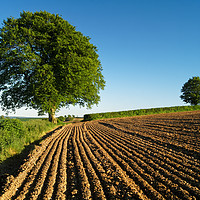 Buy canvas prints of Plough Lines,Chard,Somerset                       by Darren Galpin