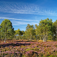 Buy canvas prints of Surprise View Heather & Silver Birch               by Darren Galpin