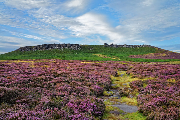 Higger Tor Heather                                Picture Board by Darren Galpin