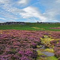 Buy canvas prints of Higger Tor Heather                                by Darren Galpin
