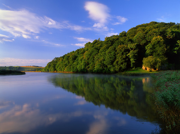 River Tamar at Cotehele Quay Picture Board by Darren Galpin