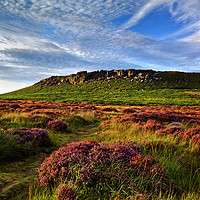 Buy canvas prints of Higger Tor Heather                                 by Darren Galpin