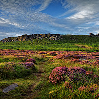 Buy canvas prints of Higger Tor Heather by Darren Galpin