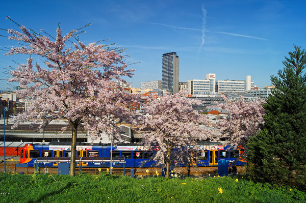 Sheffield Skyline from South St Park               Picture Board by Darren Galpin