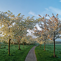 Buy canvas prints of Snowdon Park Blossom                       by Darren Galpin