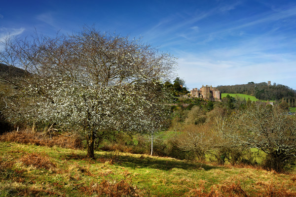 Dunster Castle                                Picture Board by Darren Galpin
