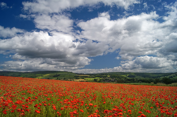 Poppy Field near Baslow,Derbyshire                 Picture Board by Darren Galpin