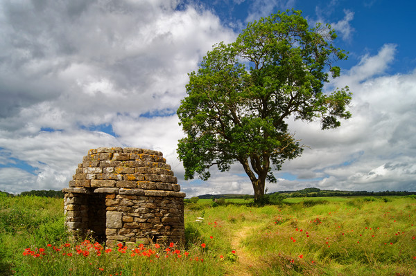 Stone Hut & Tree, Baslow, Derbyshire               Picture Board by Darren Galpin