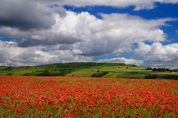 Poppy Field near Baslow,Derbyshire                 Picture Board by Darren Galpin