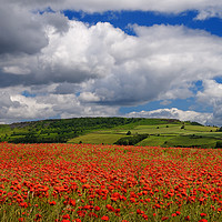 Buy canvas prints of Poppy Field near Baslow,Derbyshire                 by Darren Galpin