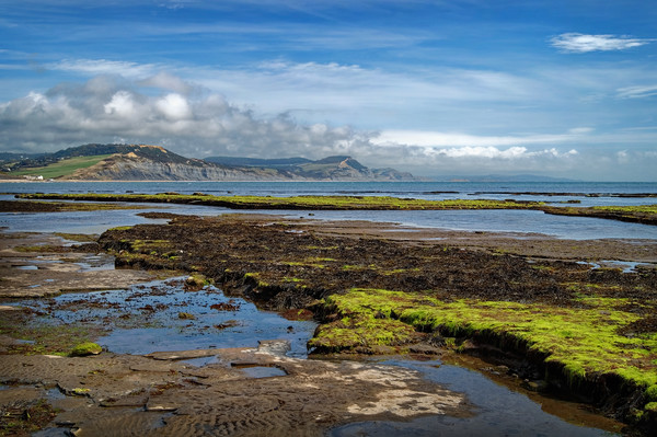 Lyme Bay at Low Tide                      Picture Board by Darren Galpin
