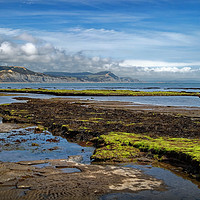 Buy canvas prints of Lyme Bay at Low Tide                      by Darren Galpin