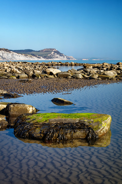Golden Cap & Lyme Bay                        Picture Board by Darren Galpin