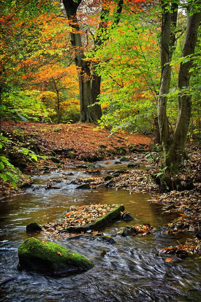 Porter Brook in Autumn                             Picture Board by Darren Galpin
