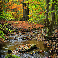 Buy canvas prints of Porter Brook in Autumn                             by Darren Galpin