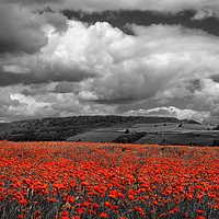 Buy canvas prints of Poppy Field near Baslow,Derbyshire                 by Darren Galpin