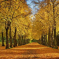 Buy canvas prints of Avenue of Gold                      by Darren Galpin