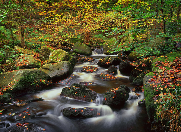 Autumn in Padley Gorge Picture Board by Darren Galpin