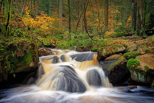 Wyming Brook in Autumn                             Picture Board by Darren Galpin