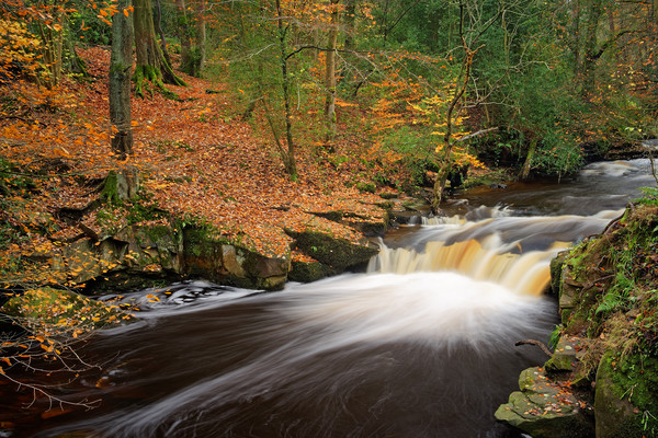  Rivelin Waterfalls in Autumn                      Picture Board by Darren Galpin
