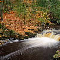 Buy canvas prints of  Rivelin Waterfalls in Autumn                      by Darren Galpin