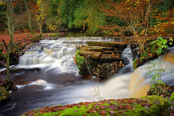  Third Coppice Weir in Autumn                      Picture Board by Darren Galpin