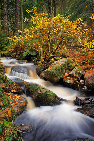 Wyming Brook in Autumn                             Picture Board by Darren Galpin