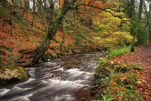 River Rivelin during Autumn                        Picture Board by Darren Galpin