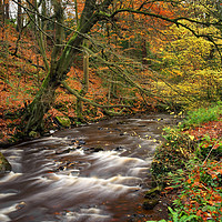 Buy canvas prints of River Rivelin during Autumn                        by Darren Galpin