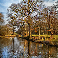 Buy canvas prints of Daking Brook Reflections                       by Darren Galpin