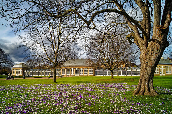 Sheffield Botanical Gardens in Spring              Picture Board by Darren Galpin