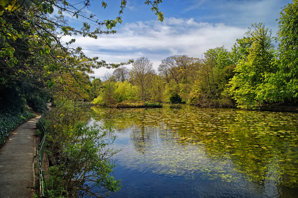 Graves Park Pond                       Picture Board by Darren Galpin