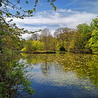 Buy canvas prints of Graves Park Pond                       by Darren Galpin