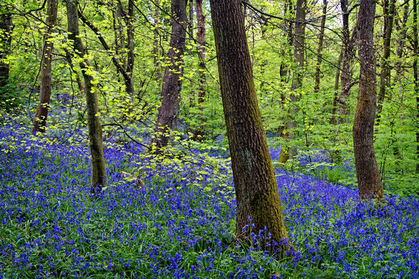 Bluebell Wood                       Picture Board by Darren Galpin