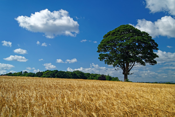 Barley Field and Lone Tree Picture Board by Darren Galpin