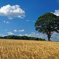 Buy canvas prints of Barley Field and Lone Tree by Darren Galpin